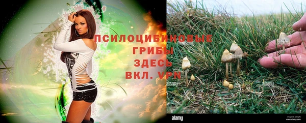 спайс Богданович
